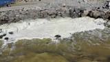 Akdeniz sahillerinde endişe yaratan görüntü... Marmara'nın kabusu Akdeniz'e mi bulaştı ?