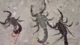 Akrepler bir ilimizi istila etti, vatandaşlar ip bağlayıp evcil hayvan gibi gezdirdi!