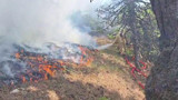 Bolu'da yerleşim yerine yakın bölgede orman yangını
