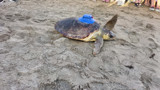 Türkiye'nin ilk yerli uydu takip cihazı caretta carettaya takıldı
