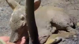 Çanakkale'de ekipler tarafından bulundu; elleriyle su içirdiler
