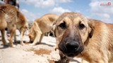 Ankara'daki NATO zirvesi öncesi sokak köpeği operasyonu!