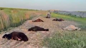 Bu cinayet değil katliam: Arazi anlaşmazlığında onlarca bebeği annesiz bıraktılar!