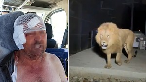 Antalya'da aslan saldırısına uğrayan çiftçi nasıl kurtulduğunu anlattı