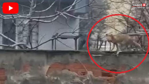 Şehir merkezinde sürpriz misafir: Evlerin dibine kadar geldi!