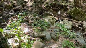 Türk bilim insanı Kaz Dağları'nda yeni bir böcek türü keşfetti