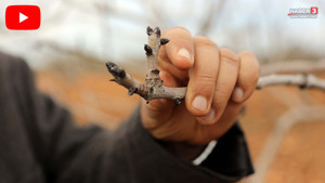 Türkiye'nin ''yeşil altını''ndan müjdeli haber geldi: Bu yıl bir rekor kırılacak!