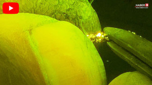 Bir sektör daha ölüyor... Milyonlarca TL'lik servet için çırak yetişmiyor