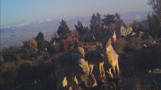 Afyon'da vahşi yaşam böyle görüntülendi