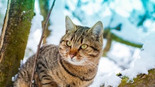 İnternet dolandırıcılarının hedefinde kedi ve köpek sahipleri var !