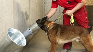 Köpeklere koronavirüsün kokusunu öğretiyorlar