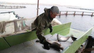 Şanlıurfa'da yetiştiriliyor, Avrupa'dan talep yağıyor!