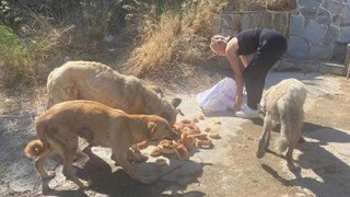 Belediye sokak köpeklerini ölüme terk etti