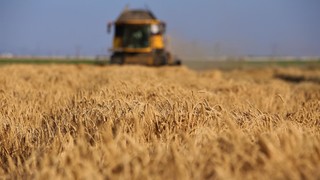 Türkiye'nin tahıl ambarında arpa hasadı başladı