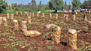 Kilosu 17 lira... Türkiye'de ilk patates hasadı o ilimizde başladı