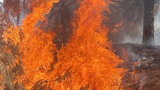 Bir orman yangını daha: Alevler yerleşim yerine yaklaştı