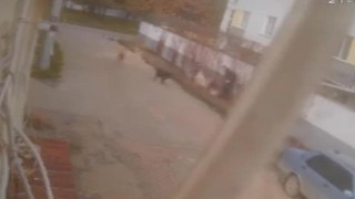 Başıboş köpeklerin saldırısından böyle kurtuldu