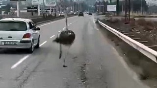 Araç sürücüleri karşılarında görünce ne yapacağını şaşırdı