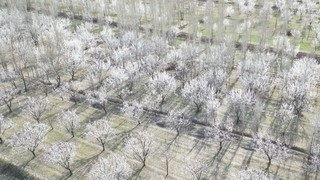 Bembeyaz manzarayı gören kar yağdı sanıyor ama gerçek bambaşka!