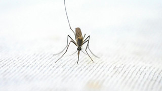 DSÖ alarm vermişti... Türkiye'de de yeni salgın kabusu ''Chikungunya'' tehdidi var mı ?