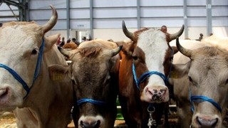 2025 yılı kurbanlık fiyatları ve vekaletle kurban kesim bedeli belli oldu