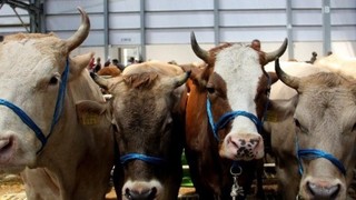 Kurbanlıklarda hisse fiyatları açıklandı