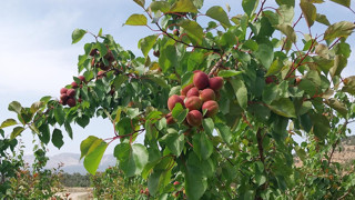 Kilosu 500 TL! Türkiye'nin kayısı üretim merkezinde hasat başladı