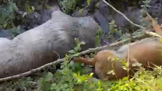 Yine bir katliam... Tarım arazisinde 8 köpek ölü bulundu