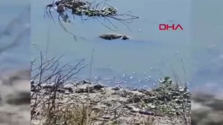 Asi Nehri'nde çiftçilerin müdahalesi felakete yol açtı