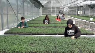 Liseli öğrencilerin filizlendirdiği bu tohumlar sofralarımıza geliyor!
