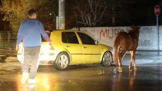 Belediyenin başıboş at ihbarına yanıtı olay oldu