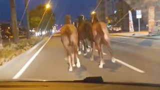 Çiftlikten kaçan yarış atları otoyolu birbirine kattı