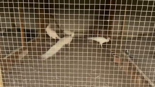 Baskın yapılan evden çıkanları görünce inanamayacaksınız!