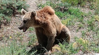Valilikten piknikçilere ve kampçılara hayati ayı uyarısı: ''Uzak durun!''