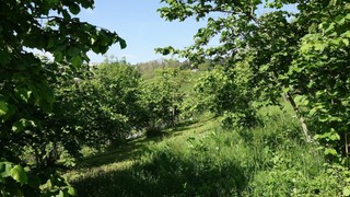 Karadeniz'in kabusuna karşı buldukları yöntem herkesi şaşırttı
