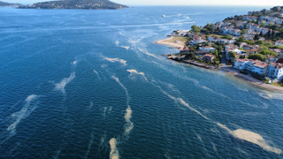 Denizlerimizdeki mide bulandıran salya istilası yeniden başladı