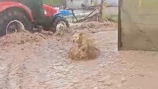 Sivas'ı sağanak vurdu: Evler ve tarım arazileri sular altında