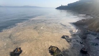Mide bulandıran iğrençlik Marmara Denizi kıyılarına geri döndü!