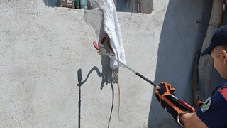 Camı açık gören dev yılan eve girdi, ortalık karıştı