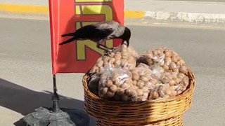 Esnafın başının ''tatlı belası'' kameralara yakalandı