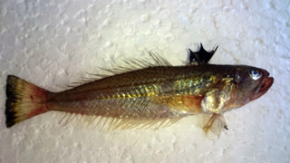 Kıyıda avlanan bu balığa dikkat: Vücudunuza temas ettiği an hastanelik ediyor