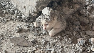 İnşaatta dikkatsiz işçiler yavru kediyi beline kadar diri diri betone gömdü!
