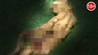 Kedileri katledip, iç organları çıkartmışlar!