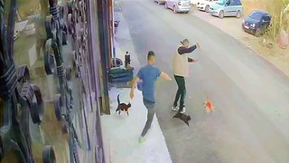 Türkiye'nin kedi çetesi iş başında: Köpek gezdiren vatandaşı pişman ettiler!