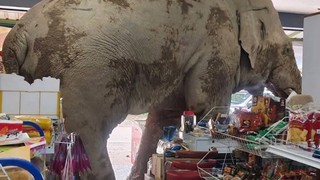 Canı abur cubur çeken fil markete daldı; ortalık bir anda karıştı!
