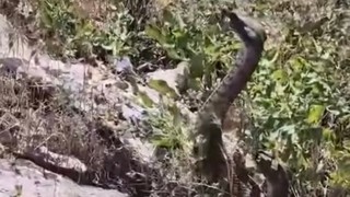 Görüntüler Türkiye'den... Kamerayla görüntülediği yılanın saldırısıya uğradı!