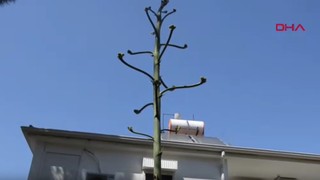 Dünyanın en garip ağacı Türkiye'de bulundu... Özelliğiyle eşi benzeri yok!