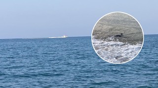 Mersin kıyılarında köpek balığı paniği! Gerçek ortaya çıktı