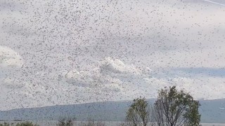 Ağzınızı, gözünüzü, kulağınızı tıkamadan geçemezsiniz; böyle istila görülmedi: Göz gözü görmüyor!