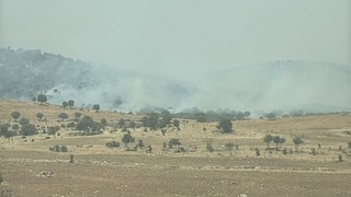 Mardin'de orman yangını